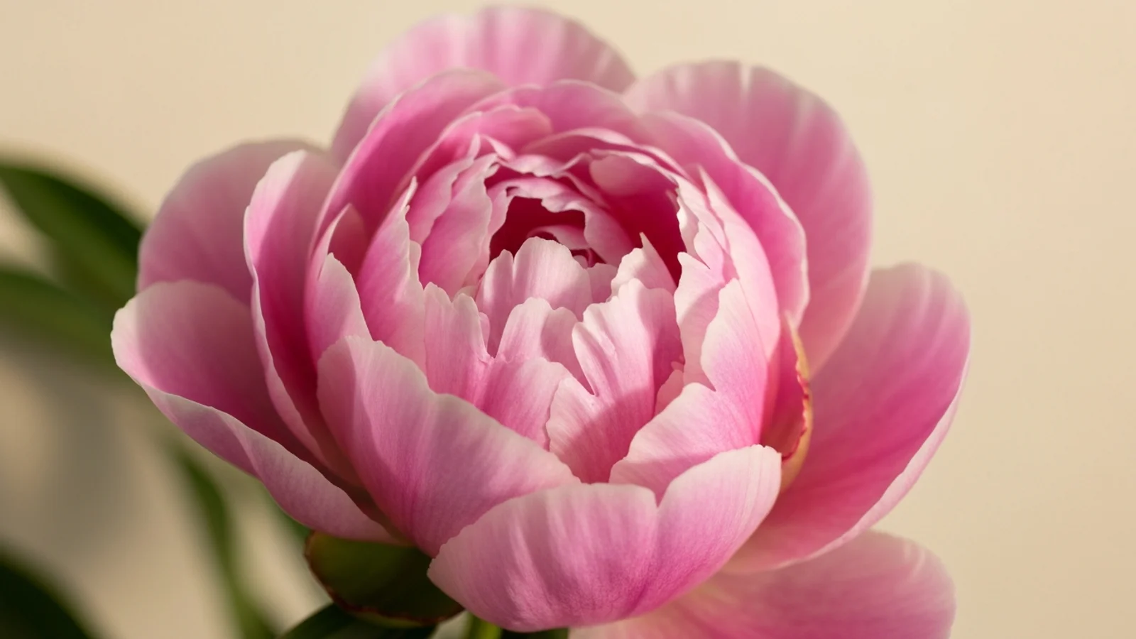 Pivoine en fleur, photographie botanique artistique